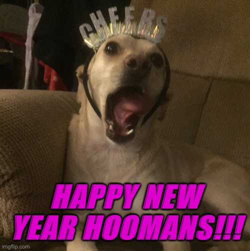 Angel wishes you all a happy New Year! | HAPPY NEW YEAR HOOMANS!!! | image tagged in screaming doggo,happy new year,my dog,2020 sucked,2021 | made w/ Imgflip meme maker