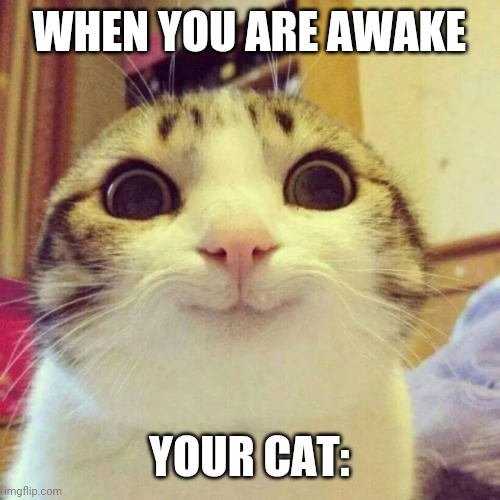 S p o o k y | WHEN YOU ARE AWAKE; YOUR CAT: | image tagged in memes,smiling cat | made w/ Imgflip meme maker