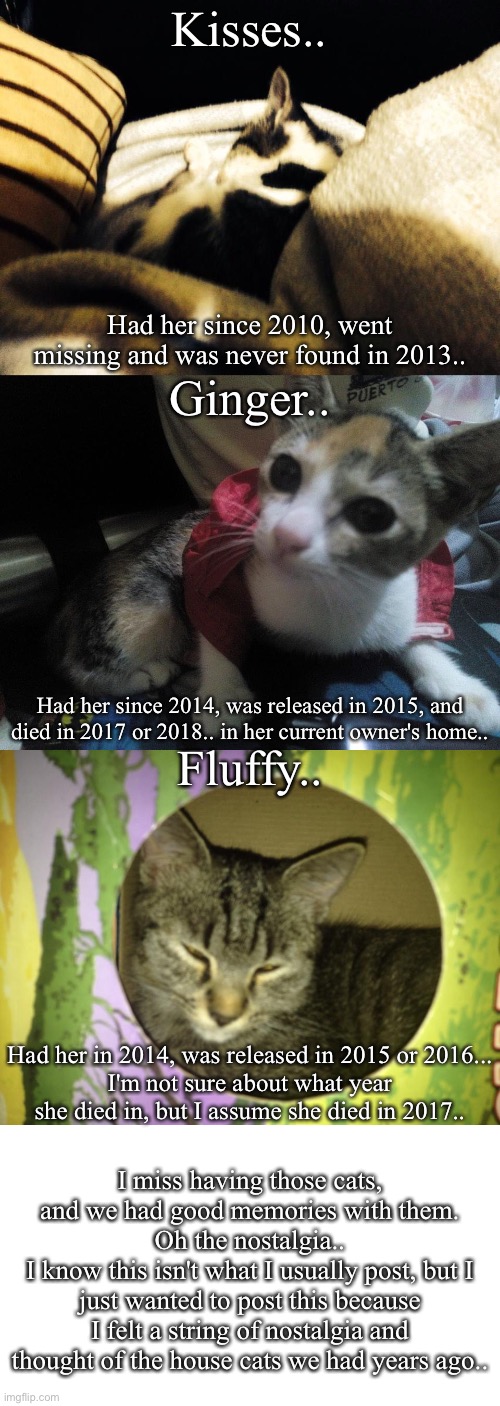 I miss having house cats... | Kisses.. Had her since 2010, went missing and was never found in 2013.. Ginger.. Had her since 2014, was released in 2015, and died in 2017 or 2018.. in her current owner's home.. Fluffy.. Had her in 2014, was released in 2015 or 2016...
I'm not sure about what year she died in, but I assume she died in 2017.. I miss having those cats, and we had good memories with them.
Oh the nostalgia..
I know this isn't what I usually post, but I just wanted to post this because I felt a string of nostalgia and thought of the house cats we had years ago.. | image tagged in cats,nostalgia | made w/ Imgflip meme maker