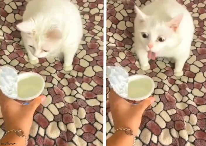 Disgusted cat | image tagged in disgusted,cat,yogurt | made w/ Imgflip meme maker