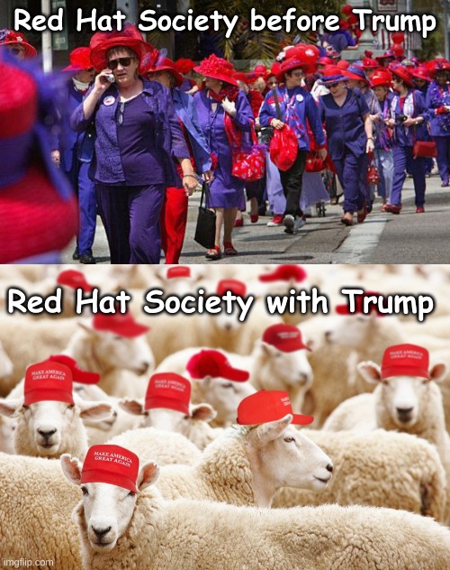 Trump Red Hat Society MAGA | Red Hat Society before Trump; Red Hat Society with Trump | image tagged in red hat society,maga,trump,republican,sheep,sheeple | made w/ Imgflip meme maker
