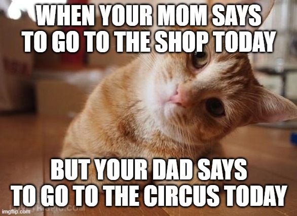 Curious Question Cat | WHEN YOUR MOM SAYS TO GO TO THE SHOP TODAY; BUT YOUR DAD SAYS TO GO TO THE CIRCUS TODAY | image tagged in curious question cat | made w/ Imgflip meme maker