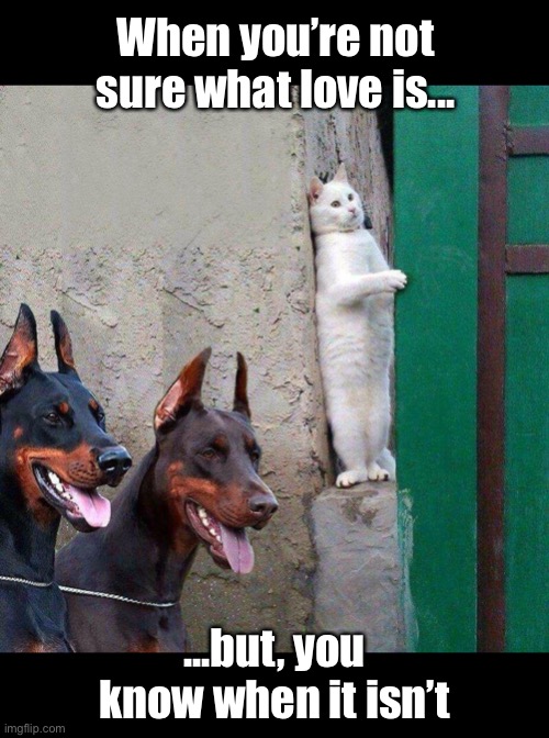 I Will Be Hiding For a While | When you’re not sure what love is... ...but, you know when it isn’t | image tagged in funny memes,funny cat memes,relationships | made w/ Imgflip meme maker