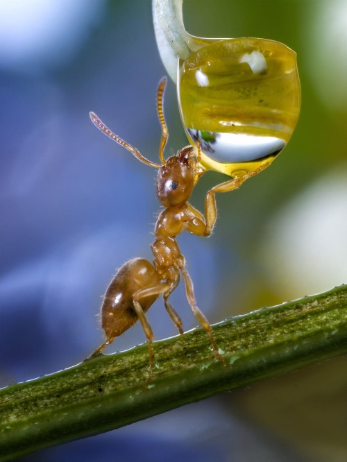 The Refreshment. Photo credit: Wolfgang Korazija | image tagged in awesome,pics,photography | made w/ Imgflip meme maker