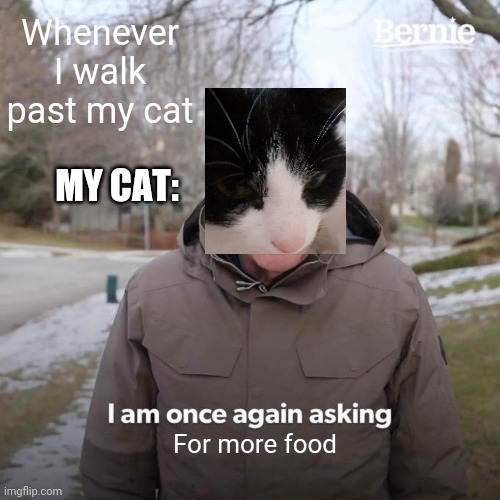 Bernie I Am Once Again Asking For Your Support Meme | Whenever I walk past my cat; MY CAT:; For more food | image tagged in memes,bernie i am once again asking for your support | made w/ Imgflip meme maker