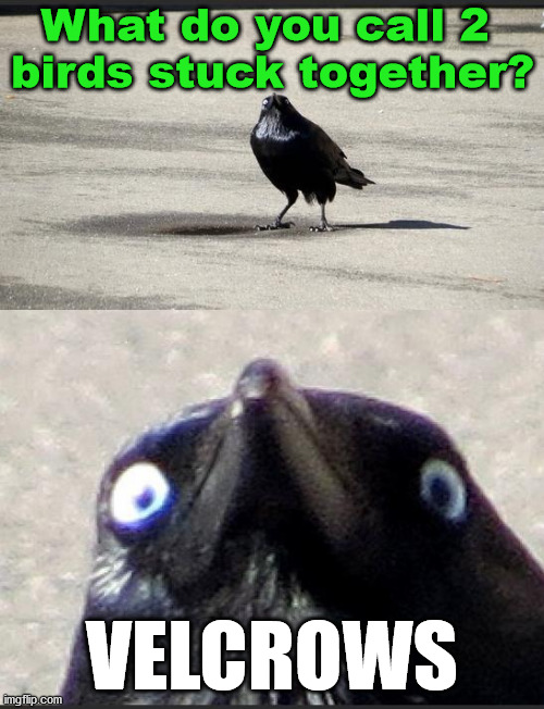 insanity crow | What do you call 2 
birds stuck together? VELCROWS | image tagged in insanity crow | made w/ Imgflip meme maker