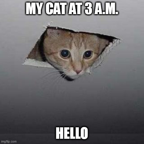 Cats at 3 A.M. | MY CAT AT 3 A.M. HELLO | image tagged in memes,ceiling cat | made w/ Imgflip meme maker