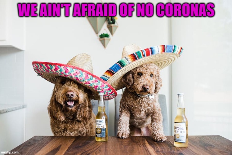 WE AIN'T AFRAID OF NO CORONAS | image tagged in dogs,coronas,new years | made w/ Imgflip meme maker
