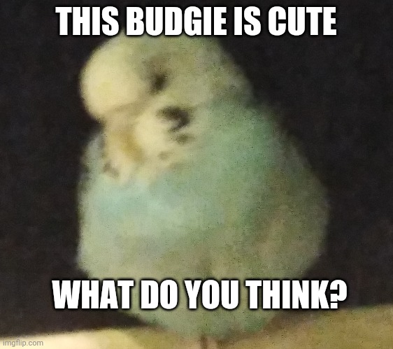 a fat birb | THIS BUDGIE IS CUTE; WHAT DO YOU THINK? | image tagged in birds,cute | made w/ Imgflip meme maker