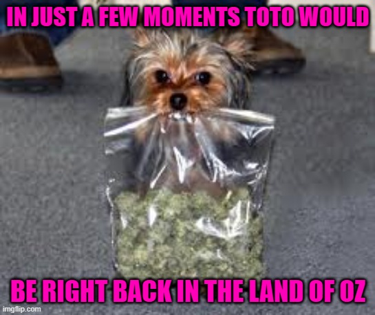 Toto doesn't want to be in Kansas anymore... | IN JUST A FEW MOMENTS TOTO WOULD; BE RIGHT BACK IN THE LAND OF OZ | image tagged in dogs,toto,wizard of oz,escape kansas | made w/ Imgflip meme maker