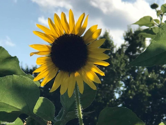 Sunflower | image tagged in spring daisy flowers | made w/ Imgflip meme maker
