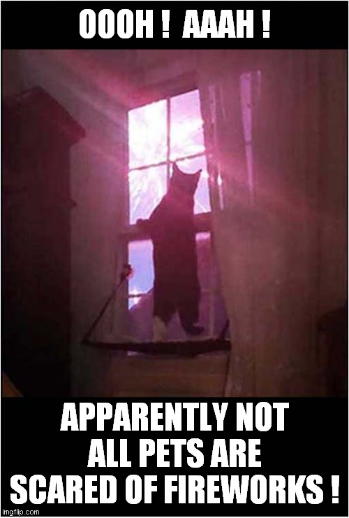 A Cats Nocturnal Curiosity ! | OOOH !  AAAH ! APPARENTLY NOT ALL PETS ARE SCARED OF FIREWORKS ! | image tagged in cats,fireworks,new year | made w/ Imgflip meme maker