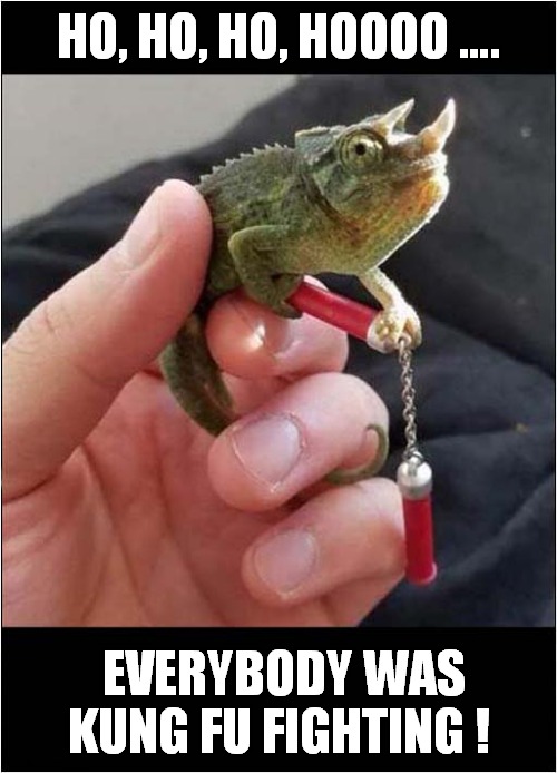 A 'Dangerous' Chameleon ! | HO, HO, HO, HOOOO …. EVERYBODY WAS KUNG FU FIGHTING ! | image tagged in fun,kung fu,nunchucks,frontpage | made w/ Imgflip meme maker