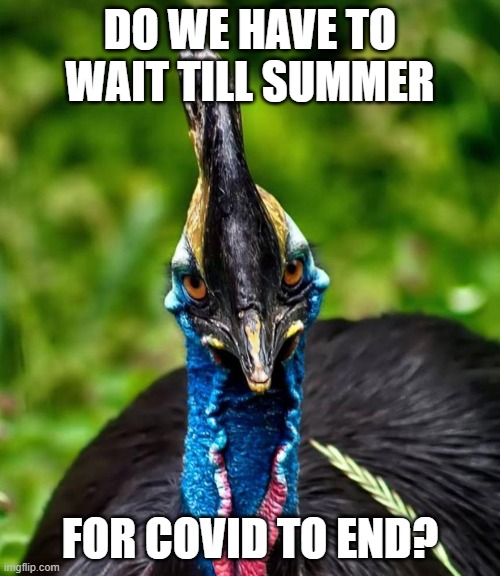 I thought it would end on March | DO WE HAVE TO WAIT TILL SUMMER; FOR COVID TO END? | image tagged in pissed off cassowary,coronavirus,2021 | made w/ Imgflip meme maker