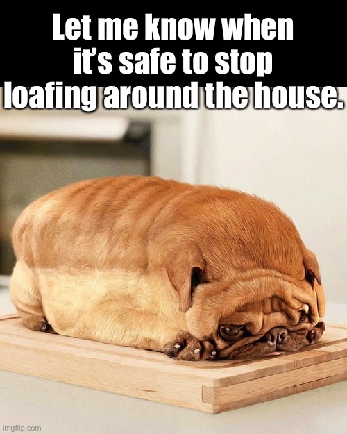 Too Much Time Away From People | Let me know when it’s safe to stop loafing around the house. | image tagged in funny memes,funny dogs,social distancing | made w/ Imgflip meme maker