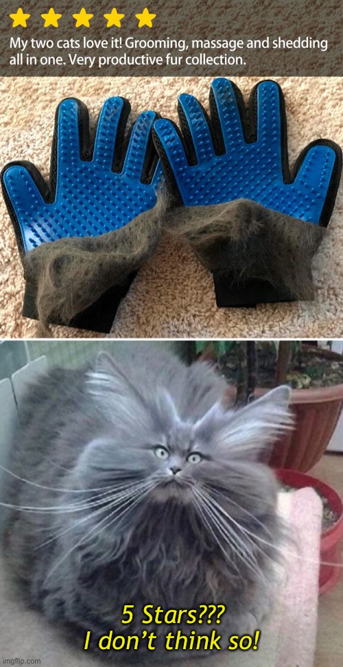 No Love For The Cat Gloves | 5 Stars???
I don’t think so! | image tagged in funny memes,funny cat memes,funny,cats,cat gloves | made w/ Imgflip meme maker