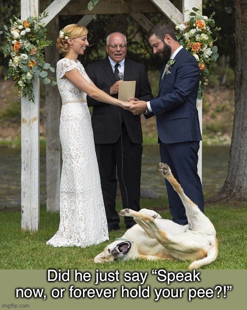 Forever? | Did he just say “Speak now, or forever hold your pee?!” | image tagged in funny memes,funny dogs,photobombs | made w/ Imgflip meme maker