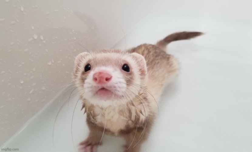 Ferret Taking A Bath | made w/ Imgflip meme maker