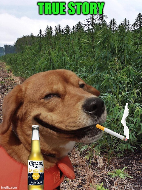 Weed doggo | TRUE STORY | image tagged in weed doggo | made w/ Imgflip meme maker