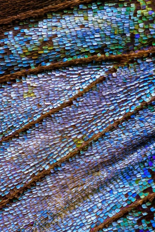 Butterfly Wing (Macro). Photo credit: Chris Perani | image tagged in awesome,pics,photography | made w/ Imgflip meme maker