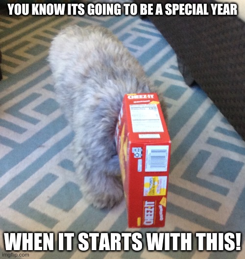 This is actually my dog and he did this himself! | YOU KNOW ITS GOING TO BE A SPECIAL YEAR; WHEN IT STARTS WITH THIS! | image tagged in memes,funny memes,dogs,funny dogs | made w/ Imgflip meme maker