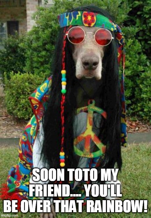 Hippie dog  | SOON TOTO MY FRIEND.... YOU'LL BE OVER THAT RAINBOW! | image tagged in hippie dog | made w/ Imgflip meme maker