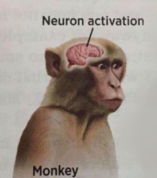 Neuron Activation Monkey Blank Meme Template