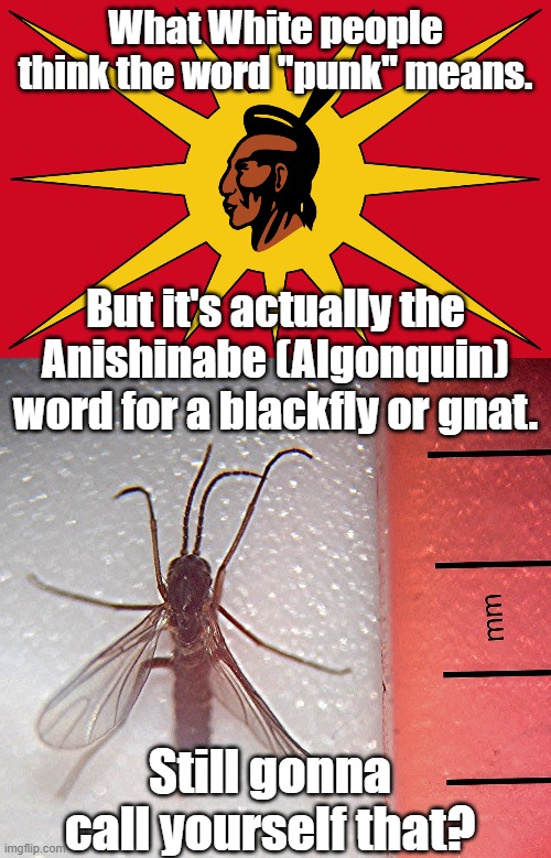 Do you feel lucky, punk? | What White people think the word "punk" means. But it's actually the Anishinabe (Algonquin) word for a blackfly or gnat. Still gonna call yourself that? | image tagged in mohawk,insect,language,ignorance,you punks | made w/ Imgflip meme maker