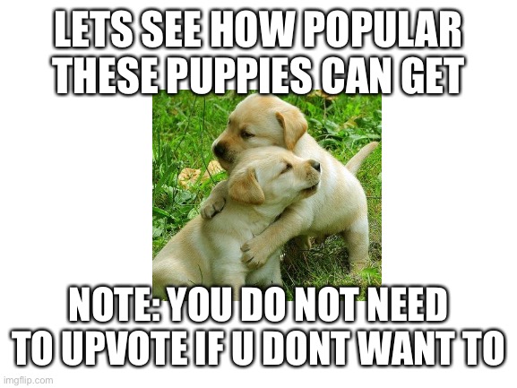 Puppies | LETS SEE HOW POPULAR THESE PUPPIES CAN GET; NOTE: YOU DO NOT NEED TO UPVOTE IF U DONT WANT TO | image tagged in blank white template,cute puppies,cute,hug,baby animals | made w/ Imgflip meme maker