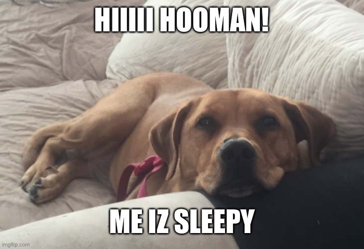 My doggo | HIIIII HOOMAN! ME IZ SLEEPY | image tagged in sleepy,dog | made w/ Imgflip meme maker