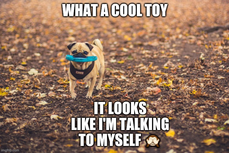 Cachorro na floresta | IT LOOKS LIKE I'M TALKING TO MYSELF 🙈; WHAT A COOL TOY | image tagged in bad pun dog | made w/ Imgflip meme maker