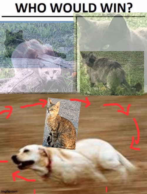Wh0 | image tagged in memes,who would win,speedy doggo,cats,wonder,soft | made w/ Imgflip meme maker