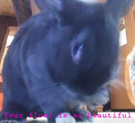I got a picture of hoppy cleaning himself. Got it alright... | Your floor is so beautiful | image tagged in animals,rabbits,cleaning | made w/ Imgflip meme maker