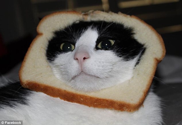 High Quality Bread Cat Blank Meme Template