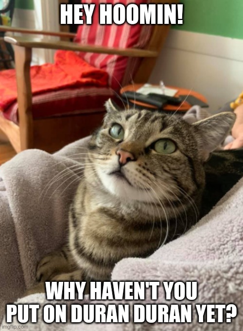 Lucky the Duran Duran Kitty | HEY HOOMIN! WHY HAVEN'T YOU PUT ON DURAN DURAN YET? | image tagged in perturbed kitty,duran duran,cats who like music,spoiled kitties | made w/ Imgflip meme maker