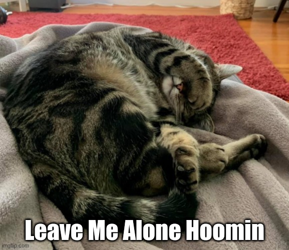 Go away | Leave Me Alone Hoomin | image tagged in go away,leave me alone,cats,anti-social cats,lucky the duran duran kitty | made w/ Imgflip meme maker