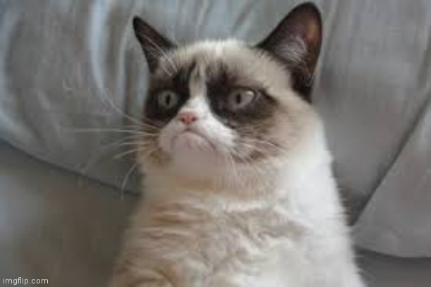 Grumpy cat | image tagged in grumpy cat | made w/ Imgflip meme maker