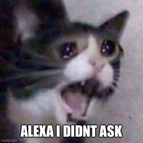 Screaming cat | ALEXA I DIDNT ASK | image tagged in screaming cat | made w/ Imgflip meme maker