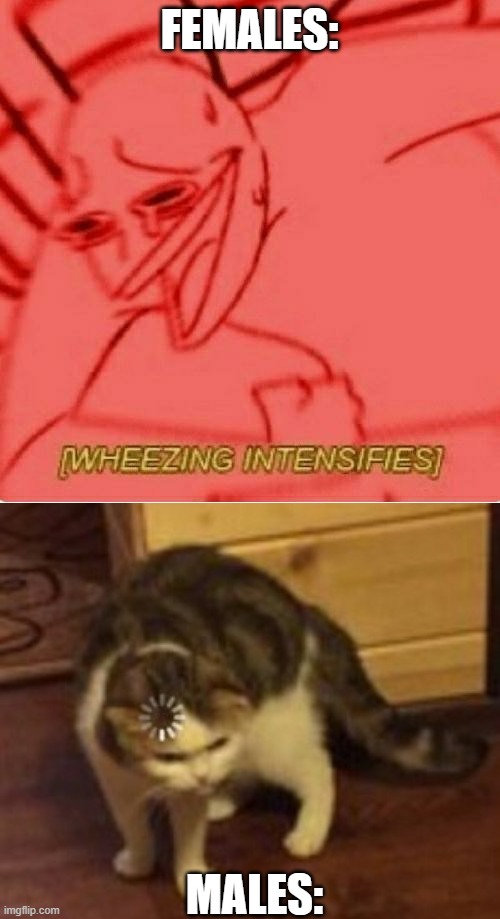 FEMALES: MALES: | image tagged in wheeze,loading cat | made w/ Imgflip meme maker