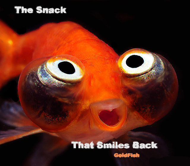 Creepy Goldfish Smile Blank Meme Template