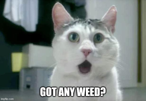 OMG Cat | GOT ANY WEED? | image tagged in memes,omg cat | made w/ Imgflip meme maker