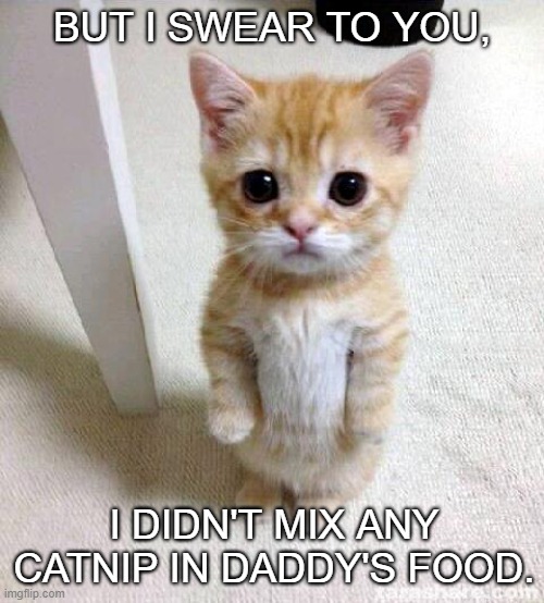 I promise... | BUT I SWEAR TO YOU, I DIDN'T MIX ANY CATNIP IN DADDY'S FOOD. | image tagged in cute cat,funny,catnip,meme,cat food,innocent | made w/ Imgflip meme maker