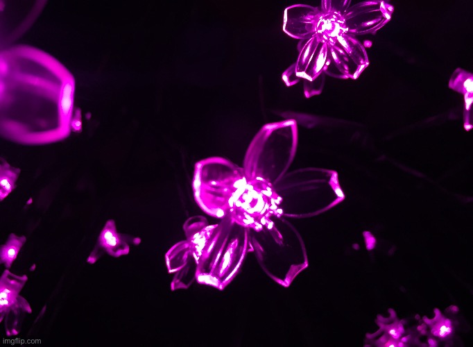 The pink luminescent blossoms of the LED light cherry tree my best friend gave me for Christmas! I like pink. | image tagged in lights,blossoms,cherry tree,pink | made w/ Imgflip meme maker