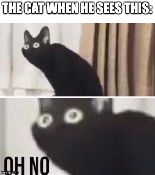 Oh no cat | THE CAT WHEN HE SEES THIS: | image tagged in oh no cat | made w/ Imgflip meme maker