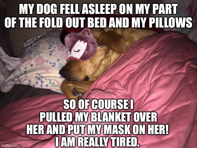 She looks so cute I cannot disturb her | MY DOG FELL ASLEEP ON MY PART OF THE FOLD OUT BED AND MY PILLOWS; SO OF COURSE I PULLED MY BLANKET OVER HER AND PUT MY MASK ON HER! 
I AM REALLY TIRED. | image tagged in dog,sleeping,cute | made w/ Imgflip meme maker