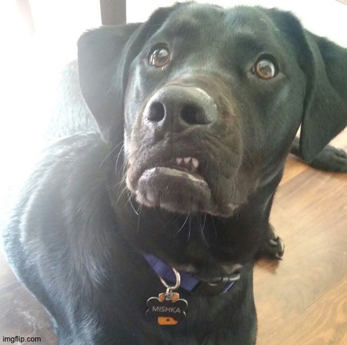 Disgusted dog | image tagged in disgusted dog | made w/ Imgflip meme maker