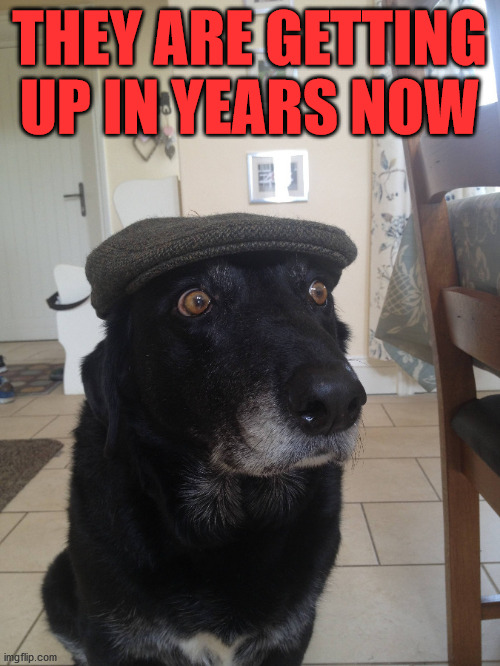 Old dog | THEY ARE GETTING UP IN YEARS NOW | image tagged in old dog | made w/ Imgflip meme maker