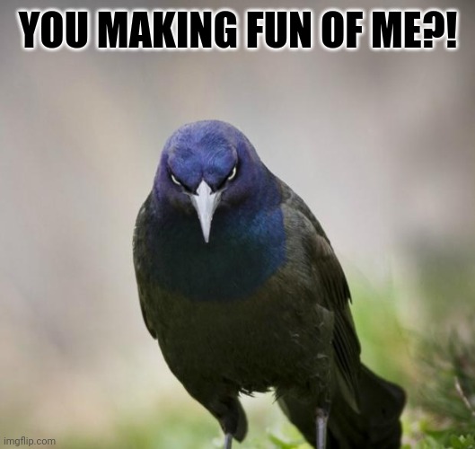 Angry Bird | YOU MAKING FUN OF ME?! | image tagged in angry bird | made w/ Imgflip meme maker