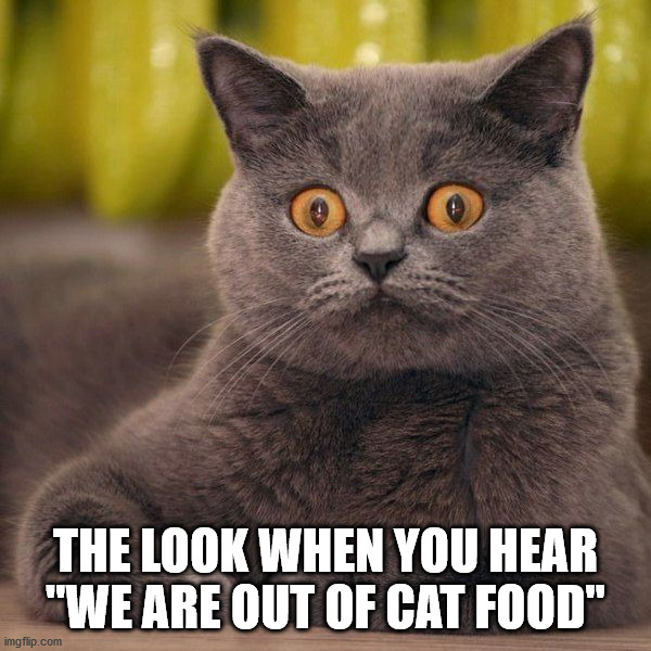 THE LOOK WHEN YOU HEAR "WE ARE OUT OF CAT FOOD" | image tagged in cats | made w/ Imgflip meme maker