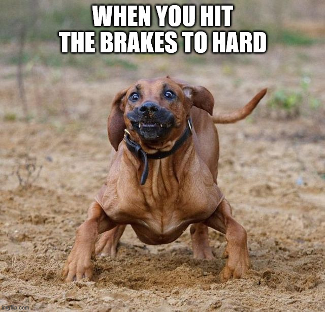 WHEN YOU HIT THE BRAKES TO HARD | image tagged in dogs | made w/ Imgflip meme maker